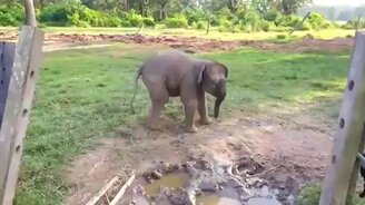 Слонёнок испугался козлёнка - смотреть видео (0:16)