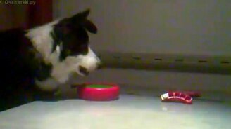 Пёс играет в кости - смотреть видео (0:57)