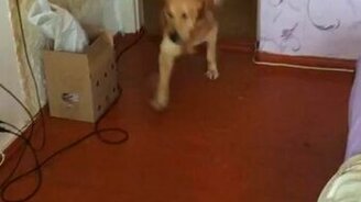 Пса переполняют эмоции - смотреть видео (2:39)