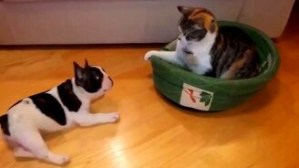 Щенок против опытной кошки - смотреть видео (0:51)