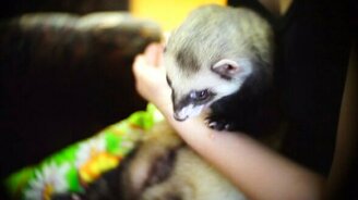 Хорька кормят с ложечки - смотреть видео (1:00)