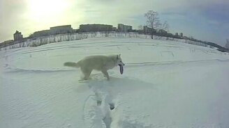 Белая собака на белом снегу - смотреть видео (2:44)