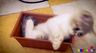 Котёнок в цветочном горшке - смотреть видео (0:58)