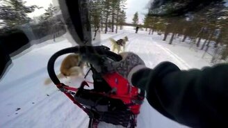 Казус на гонках на собачьих упряжках - смотреть видео (0:18)
