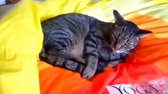 Кот выясняет с собой отношения - смотреть видео (2:00)