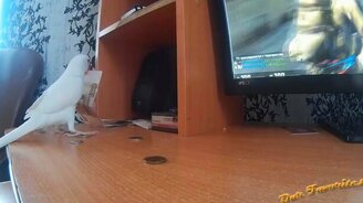 Попугай грабит хозяина - смотреть видео (1:11)