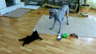 Чертёнок против серого пса - смотреть видео (2:35)