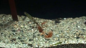 Охота карликового кальмара - смотреть видео (0:22)