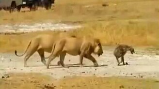 Львы гонят раненую гиену - смотреть видео (1:17)