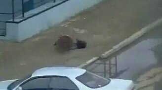 Вырыл себе яму - смотреть видео (0:23)