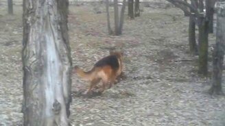 Собака-рисовака - смотреть видео (0:25)