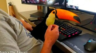 Ласковый домашний тукан - смотреть видео (2:24)