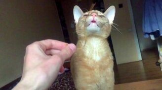 Котяра и травинка - смотреть видео (0:33)