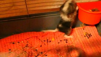 Маленькие шиншиллы - смотреть видео (0:52)