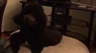 Пёс просыпается при звуке телевизора - смотреть видео (0:42)