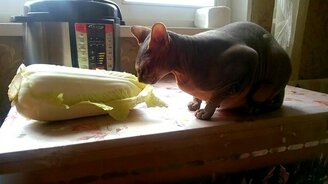 Сфинкс поедает листья капусты - смотреть видео (0:41)