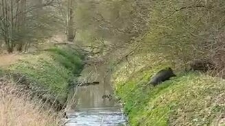 Кабанье семейство против препятствия - смотреть видео (0:36)