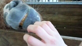 Заигрывание с пони - смотреть видео (0:35)