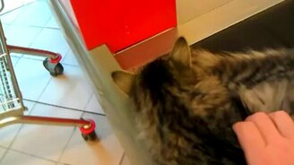 Котяра спит на ленте - смотреть видео (0:22)