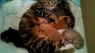 Кошка кормит котят и щенят - смотреть видео (0:34)