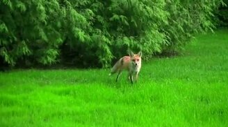 Панический крик лисы - смотреть видео (1:01)