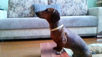 Такса-барабанщица - смотреть видео (0:14)