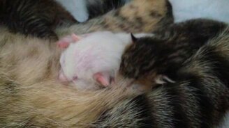 Мамкина титька - повод подраться - смотреть видео (0:46)