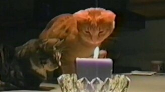 Кот разобрался с огнём свечи - смотреть видео (0:24)