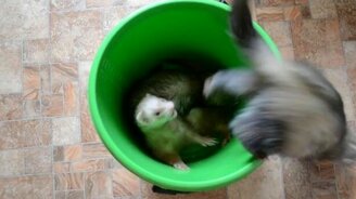 Битва хорьков за ведро - смотреть видео (0:56)