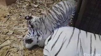 Охотники тренируются на мамке - смотреть видео (0:58)