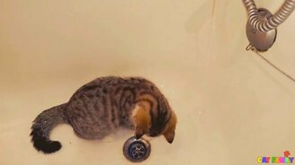 Котёнок играет с водой - смотреть видео (1:38)