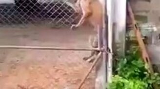 Нет преградам! - смотреть видео (0:30)