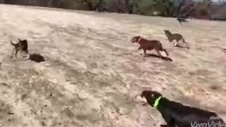 Пробежка к спасительной воде - смотреть видео (1:39)