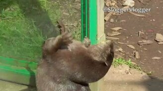 Выдра-жонглёрша - смотреть видео (1:07)