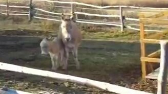 Ослик донимает маму - смотреть видео (0:57)