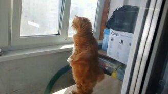 Рыжий сторож двора - смотреть видео (0:18)