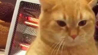 Не зли грозного котика - смотреть видео (0:07)