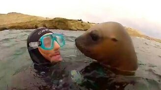 Любвеобильный морской котик - смотреть видео (1:28)