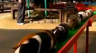 Самый милый забег - смотреть видео (0:15)