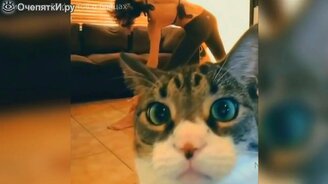 Весёлости с котами - смотреть видео (5:35)