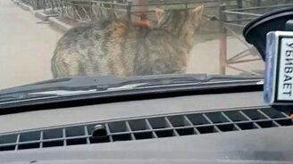 Кошка прокатилась на капоте - смотреть видео (1:26)