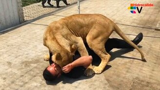 Львица встречает приятеля - смотреть видео (1:55)