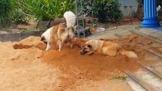 Так и друга закопать недолго - смотреть видео (0:28)