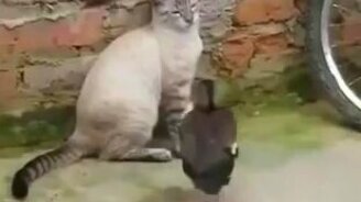 Утка прогоняет кота - смотреть видео (0:15)