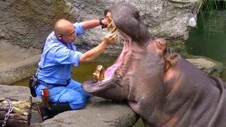 Чистка зубов бегемоту - смотреть видео (3:00)