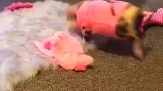 Игривый поросёнок - смотреть видео (0:15)