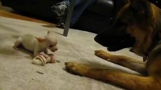 Немец и чихуахуа делят кость - смотреть видео (1:00)