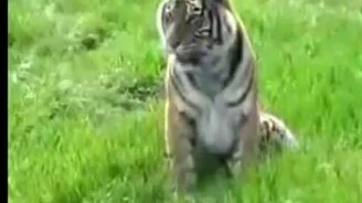 Тигр против змеи - смотреть видео (1:23)