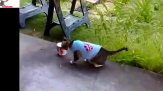 Кошачьи провалы и курьёзы - смотреть видео (3:40)