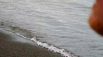 Медведи прошли совсем близко - смотреть видео (1:21)